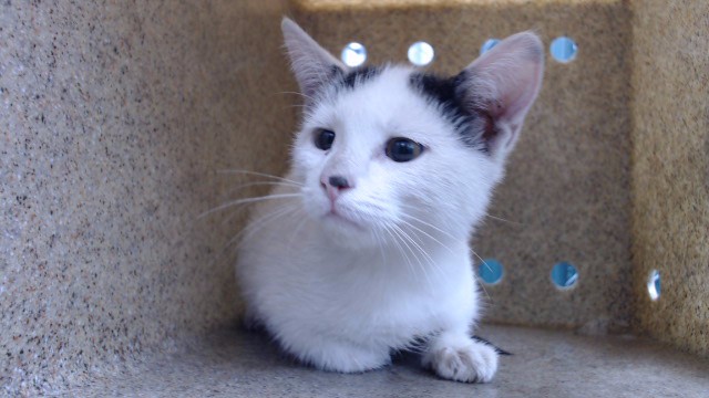 Shelter Stray Female Cat last seen , 11258 Garfield Ave, Downey, CA 90242, USA