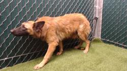 Shelter Stray Female Dog last seen , 11258 Garfield Ave, Downey, CA 90242, USA