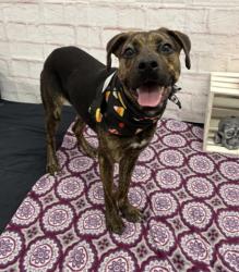 Shelter Stray Female Dog last seen Near BLOCK BRUSH ST, DETROIT, MI 48203, 1431 E Ferry St, Detroit, MI 48211, USA