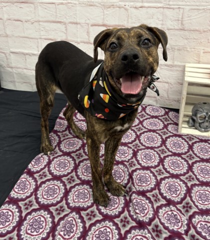 Shelter Stray Female Dog last seen Near BLOCK BRUSH ST, DETROIT, MI 48203, 1431 E Ferry St, Detroit, MI 48211, USA