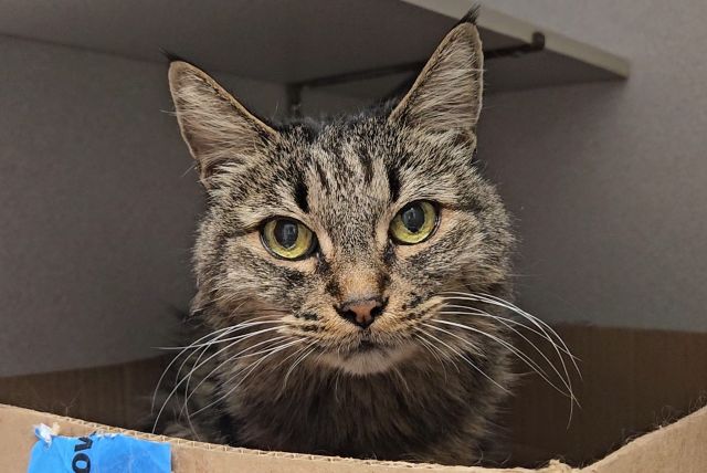Shelter Stray Unknown Cat last seen , 4000 N Silverbell Rd, Tucson, AZ 85745, USA