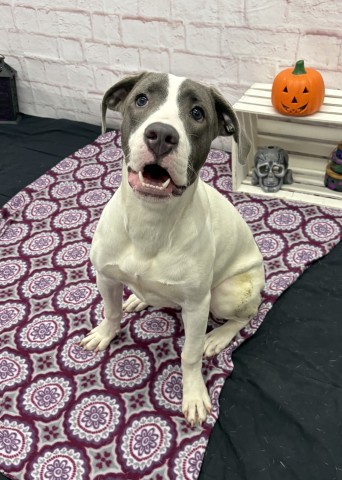 Shelter Stray Female Dog last seen Near BLOCK COLLINGWOOD ST, DETROIT MI 48206, 1431 E Ferry St, Detroit, MI 48211, USA