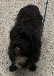 Shelter Stray Male Dog last seen Near BLOCK AVON DETROIT MI, 1431 E Ferry St, Detroit, MI 48211, USA