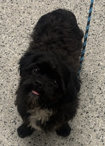 Shelter Stray Male Dog last seen Near BLOCK AVON DETROIT MI, 1431 E Ferry St, Detroit, MI 48211, USA