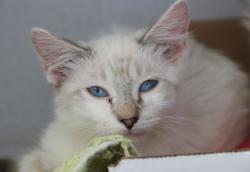 Shelter Stray Male Cat last seen , 4000 N Silverbell Rd, Tucson, AZ 85745, USA