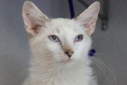 Shelter Stray Male Cat last seen , 4000 N Silverbell Rd, Tucson, AZ 85745, USA