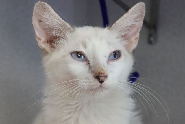Shelter Stray Male Cat last seen , 4000 N Silverbell Rd, Tucson, AZ 85745, USA