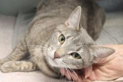Shelter Stray Female Cat last seen , 4000 N Silverbell Rd, Tucson, AZ 85745, USA