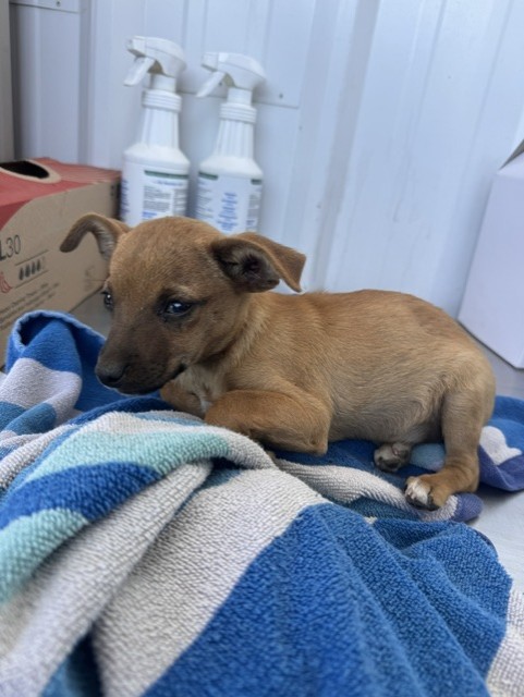 Shelter Stray Female Dog last seen Near BLOCK NORMANDY DR, BAKERSFIELD CA 93306, 3951 Fruitvale Ave, Bakersfield, CA 93308, USA