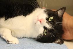 Shelter Stray Female Cat last seen , 4000 N Silverbell Rd, Tucson, AZ 85745, USA