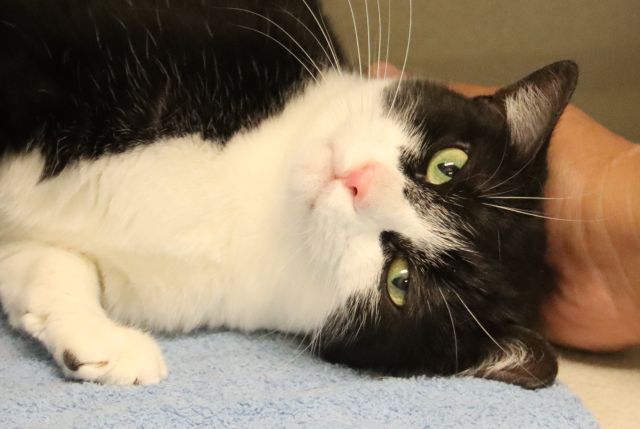 Shelter Stray Female Cat last seen , 4000 N Silverbell Rd, Tucson, AZ 85745, USA