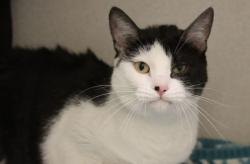 Shelter Stray Female Cat last seen , 4000 N Silverbell Rd, Tucson, AZ 85745, USA