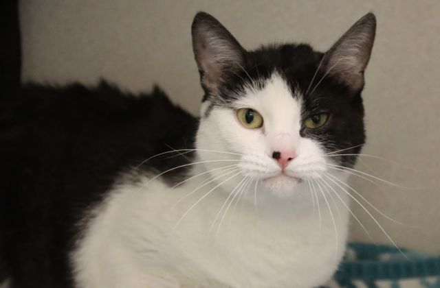 Shelter Stray Female Cat last seen , 4000 N Silverbell Rd, Tucson, AZ 85745, USA