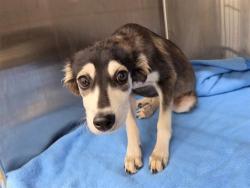 Shelter Stray Male Dog last seen UNKNOWN, 5501 E Van Buren St, Phoenix, AZ 85008, USA