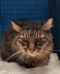 Shelter Stray Male Cat last seen , 4000 N Silverbell Rd, Tucson, AZ 85745, USA