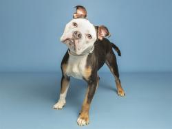 Shelter Stray Male Dog last seen THE 202 AND HAWES EXIT, 5501 E Van Buren St, Phoenix, AZ 85008, USA