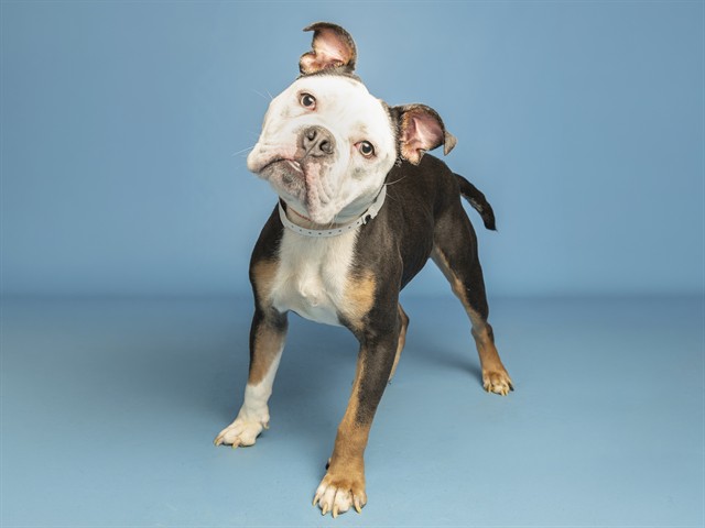 Shelter Stray Male Dog last seen THE 202 AND HAWES EXIT, 5501 E Van Buren St, Phoenix, AZ 85008, USA