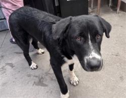 Shelter Stray Male Dog last seen , 4000 N Silverbell Rd, Tucson, AZ 85745, USA