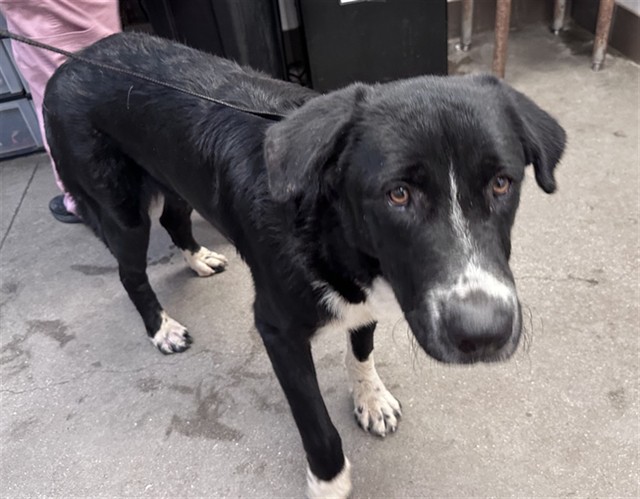 Shelter Stray Male Dog last seen , 4000 N Silverbell Rd, Tucson, AZ 85745, USA