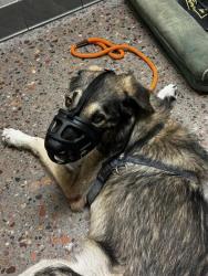 Shelter Stray Male Dog last seen 21ST AVE AND MOUNTAIN VIEW RD, 5501 E Van Buren St, Phoenix, AZ 85008, USA
