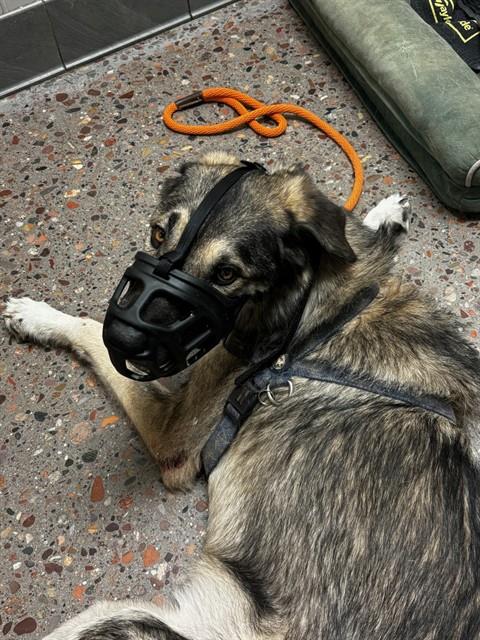 Shelter Stray Male Dog last seen 21ST AVE AND MOUNTAIN VIEW RD, 5501 E Van Buren St, Phoenix, AZ 85008, USA