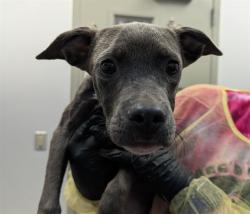 Shelter Stray Male Dog last seen , 4000 N Silverbell Rd, Tucson, AZ 85745, USA