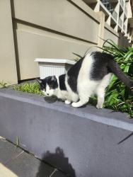 Found/Stray Unknown Cat last seen Moore Park kennards, Waterloo, NSW 2017