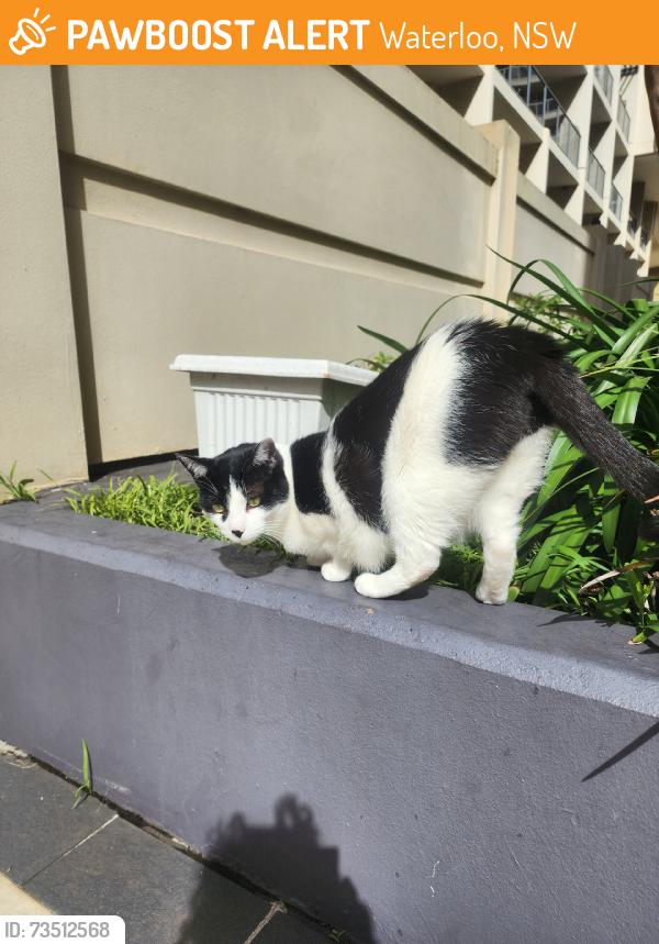 Found/Stray Unknown Cat last seen Moore Park kennards, Waterloo, NSW 2017