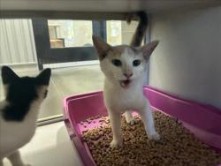 Shelter Stray Female Cat last seen Near BLOCK CRESTWOOD CIR, 1601 Eubanks Rd, Chapel Hill, NC 27516, USA