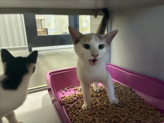 Shelter Stray Female Cat last seen Near BLOCK CRESTWOOD CIR, 1601 Eubanks Rd, Chapel Hill, NC 27516, USA