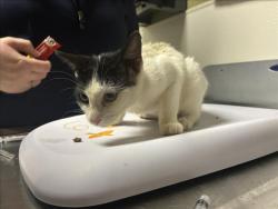 Shelter Stray Female Cat last seen Near BLOCK CRESTWOOD CIR, 1601 Eubanks Rd, Chapel Hill, NC 27516, USA