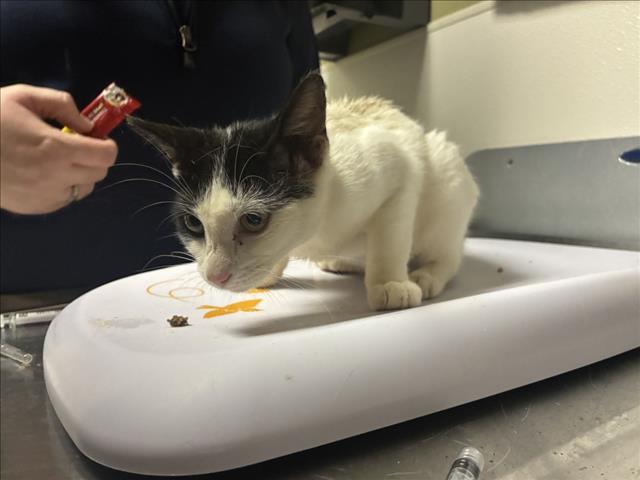 Shelter Stray Female Cat last seen Near BLOCK CRESTWOOD CIR, 1601 Eubanks Rd, Chapel Hill, NC 27516, USA
