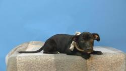 Shelter Stray Male Dog last seen , 216 W Victoria St, Gardena, CA 90248, USA