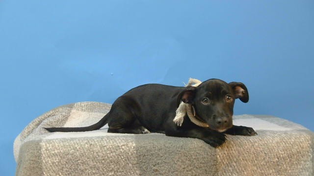 Shelter Stray Male Dog last seen , 216 W Victoria St, Gardena, CA 90248, USA