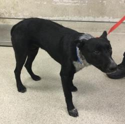 Shelter Stray Male Dog last seen Near BLOCK SUMMIT ST, RIVERSIDE, CA, 6851 Van Buren Boulevard, Jurupa Valley, CA 92509, USA