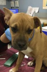 Shelter Stray Male Dog last seen Near BLOCK OPAL ST, JURUPA VALLEY CA 92509, 6851 Van Buren Boulevard, Jurupa Valley, CA 92509, USA
