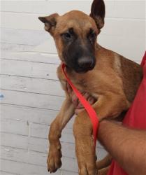 Shelter Stray Male Dog last seen OLEANDER X SANTA ANA, 333 Chandler Pl, San Bernardino, CA 92408, USA