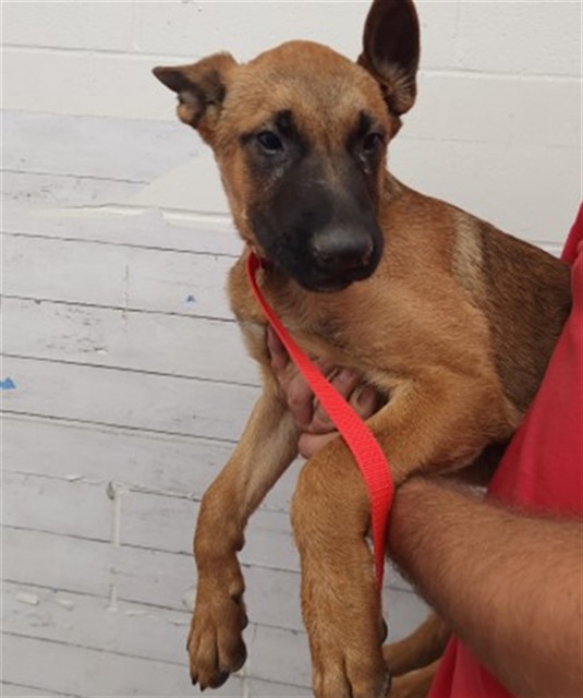 Shelter Stray Male Dog last seen OLEANDER X SANTA ANA, 333 Chandler Pl, San Bernardino, CA 92408, USA