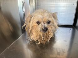 Shelter Stray Male Dog last seen AVENIDA DEL YAQUI AND CALLE MAGDALENA, 1920 S Lewis, Mesa, AZ 85210, USA