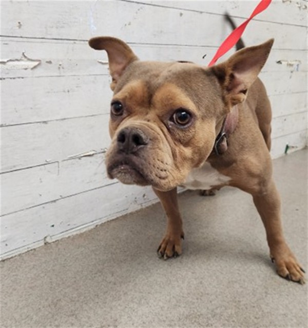 Shelter Stray Female Dog last seen BARBEE& COOPER, 333 Chandler Pl, San Bernardino, CA 92408, USA