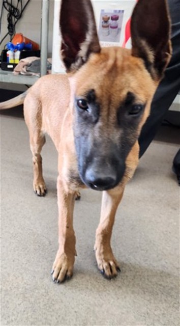 Shelter Stray Female Dog last seen OLEANDER X SANTA ANA, 333 Chandler Pl, San Bernardino, CA 92408, USA