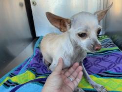Shelter Stray Male Dog last seen GALVESTON ST AND JACKSON ST, 1920 S Lewis, Mesa, AZ 85210, USA