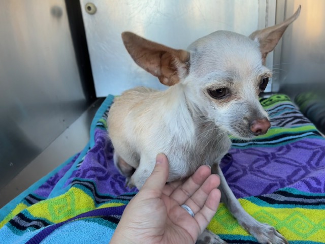 Shelter Stray Male Dog last seen GALVESTON ST AND JACKSON ST, 1920 S Lewis, Mesa, AZ 85210, USA