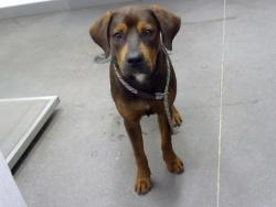 Shelter Stray Male Dog last seen 19TH AVE AND VAN BUREN ST, 1920 S Lewis, Mesa, AZ 85210, USA