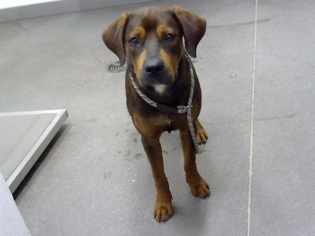 Shelter Stray Male Dog last seen 19TH AVE AND VAN BUREN ST, 1920 S Lewis, Mesa, AZ 85210, USA