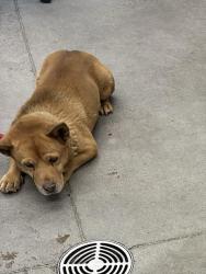 Shelter Stray Male Dog last seen BROADWAYRD AND ARIZONA AVE, 1920 S Lewis, Mesa, AZ 85210, USA