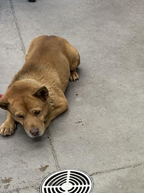Shelter Stray Male Dog last seen BROADWAYRD AND ARIZONA AVE, 1920 S Lewis, Mesa, AZ 85210, USA