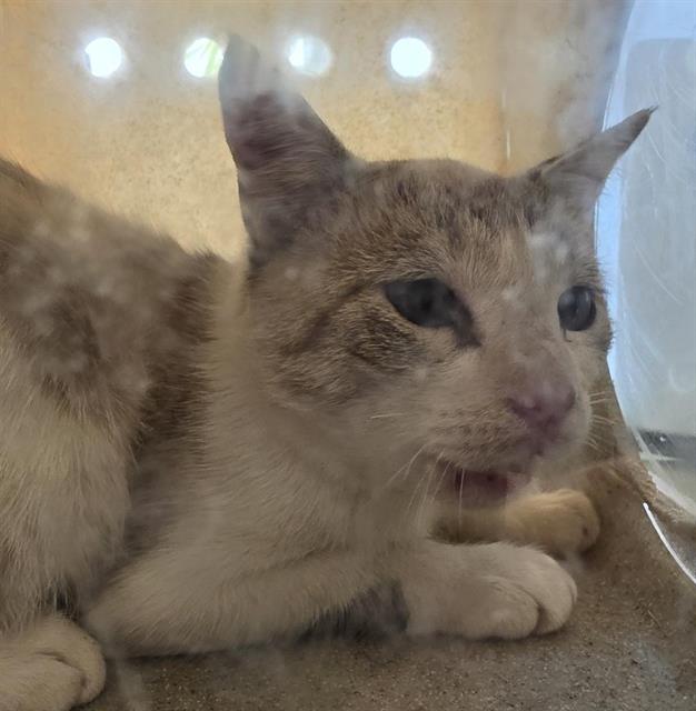 Shelter Stray Female Cat last seen Near BLOCK S 7200 LN, 4522 W 3500 S, West Valley City, UT 84120, USA