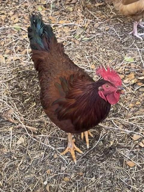 Shelter Stray Unknown Bird last seen Near BLOCK W LEMAR WAY, WEST VALLEY CITY UT 84120, 4522 W 3500 S, West Valley City, UT 84120, USA