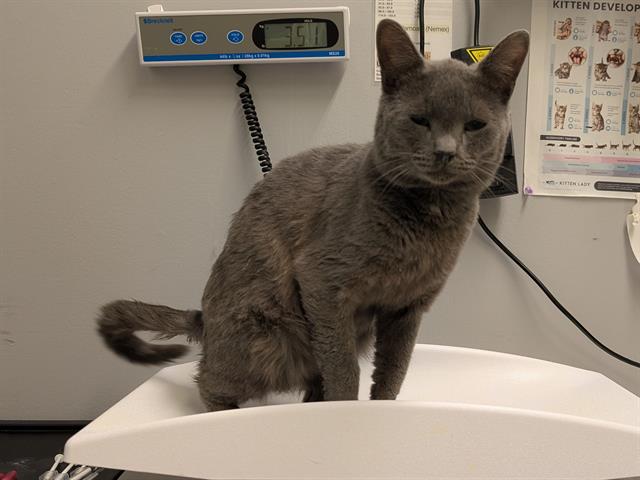 Shelter Stray Male Cat last seen Near BLOCK SE 456TH ST, ENUMCLAW WA 98022, 21615 64th Ave S, Kent, WA 98032, USA
